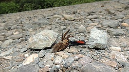 性質(zhì),昆蟲,亞美尼亞