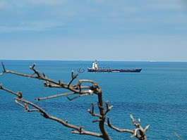 船舶,海,樹