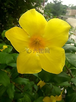 花,黃色,野生