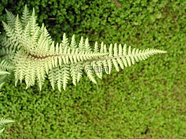蕨類植物,葉,自然