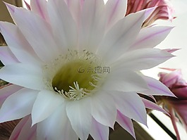 仙人掌花,粉红色,仙人掌