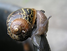 蝸牛,軟體動(dòng)物,昆蟲