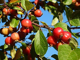 蘋果,紅色,水果