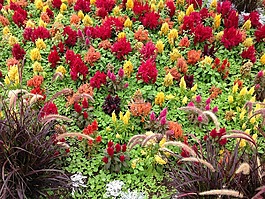 鮮花,紅色,黃色