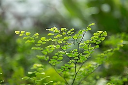 綠色,葉子,植物