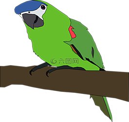 鸚鵡,鳥,自然