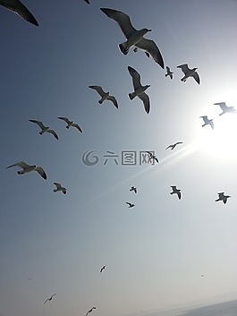鴿子,海,天空
