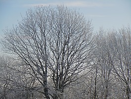 寒冬,冬天,雪