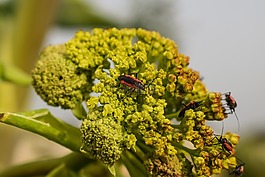 花序,花,甲蟲