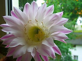 仙人掌花,粉红色,仙人掌