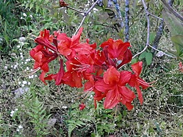 杜鵑花,rosebay,在初夏