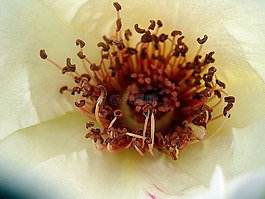 花卉,春天,玫瑰