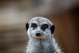 erdmann,獴,动物肖像