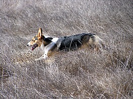 狗,运行,柯基犬图片