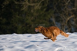 獵犬,冬天,雪