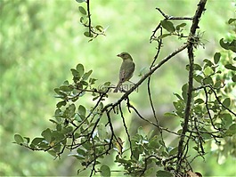鳥,樹,黃色