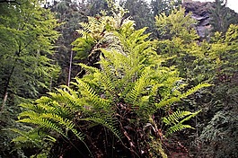 蕨菜,蕨類植物,性質