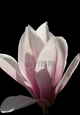 花,性質(zhì),植物