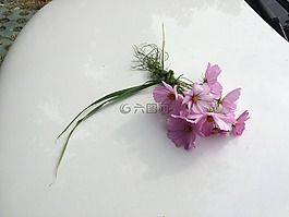 polo,花,汽車