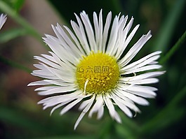 花卉,夏季,性質(zhì)