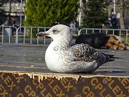 鳥,特寫,動物