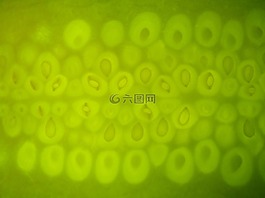 質(zhì)地,綠色,宏