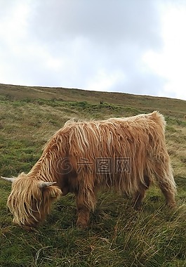 牛,蘇格蘭,普拉托