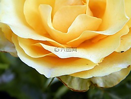 玫瑰,花卉,黃玫瑰