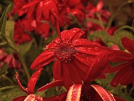 花,紅色,滴