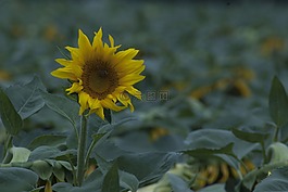 向日葵,蜜蜂,延庆