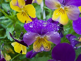 花,潘茜,滴