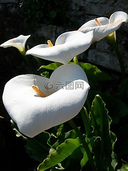 鮮花,馬蹄蓮,開花
