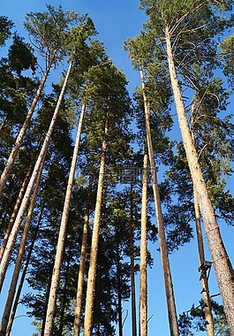 松,高度,行李箱