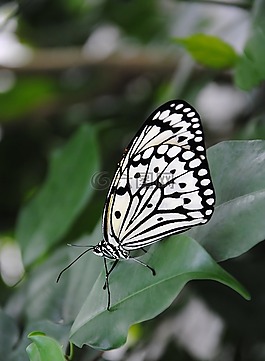 蝴蝶,昆蟲,性質(zhì)