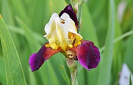 虹膜,鳶尾花,花