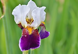 虹膜,鳶尾花,花