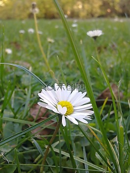 雛菊,花,草
