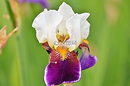 虹膜,鳶尾花,花