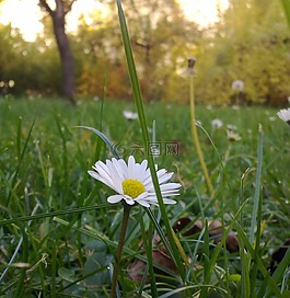 雛菊,草,草地