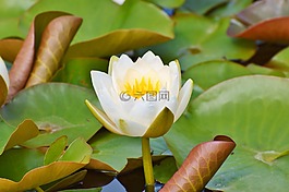 睡蓮,玫瑰,花