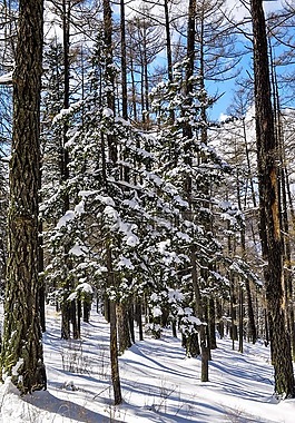 冬天,雪,山
