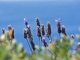 鮮花,海,性質(zhì)