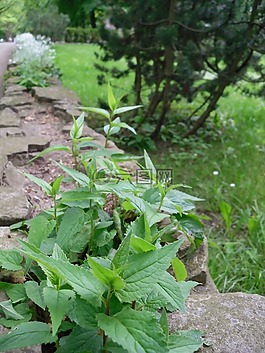墙,污垢,植物