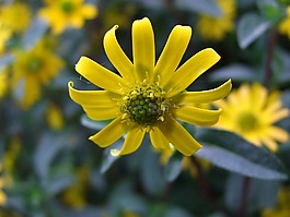 花,黃色,性質(zhì)