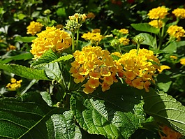 鮮花,黃色,夏天
