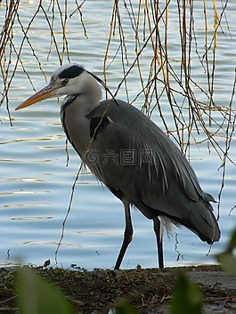鷺,鳥,池塘