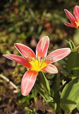 郁金香,花,粉紅色