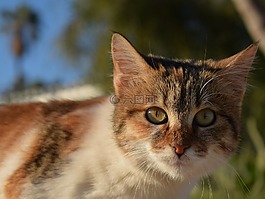 貓,迷路,動物