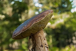 真菌,cep,森林