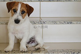狗,小獵犬,羅素